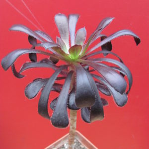 Aeonium schwarzkopf