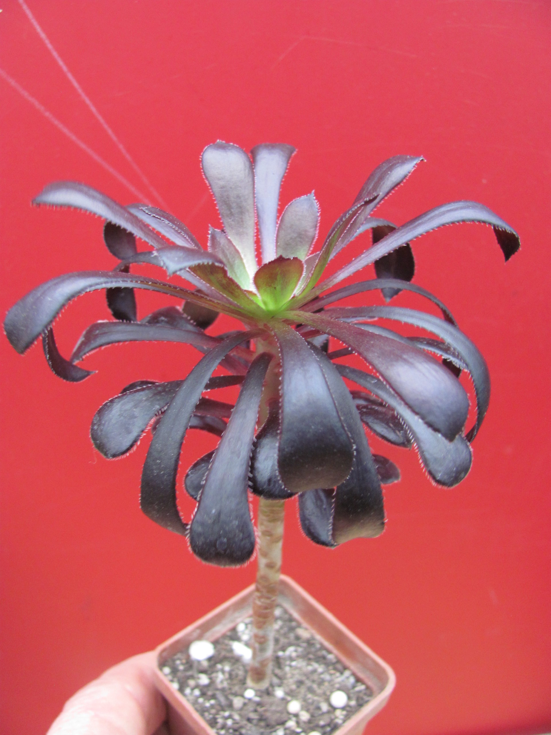 Aeonium schwarzkopf