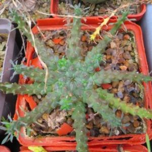 euphorbia gorgonis