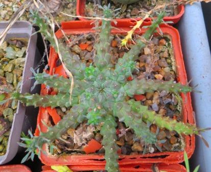 euphorbia gorgonis