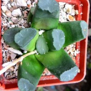 haworthia maughanii