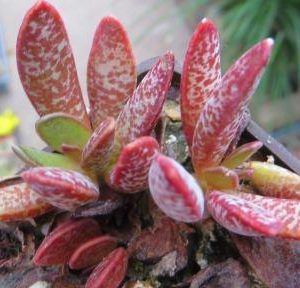 adromischus maculatus Бельгия