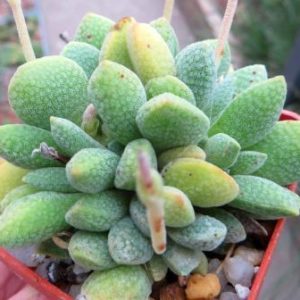crassula tecta hybrid