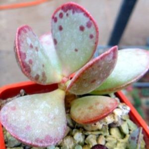 adromischus spec ЮАР