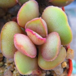 adromischus marianae aurus hybrid