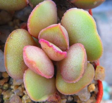 adromischus marianae aurus hybrid