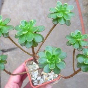 Aeonium sedifolium