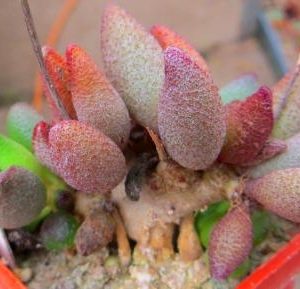 2128 MG adromischus marianae Grootberg