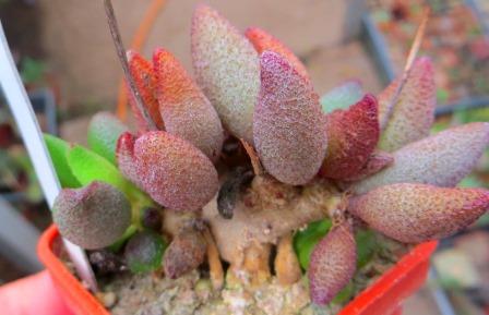 2128 MG adromischus marianae Grootberg