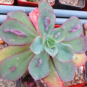 echeveria baron bold