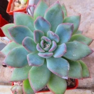echeveria laui x pulidonis