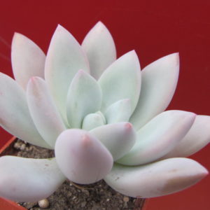 Pachyveria Opalina