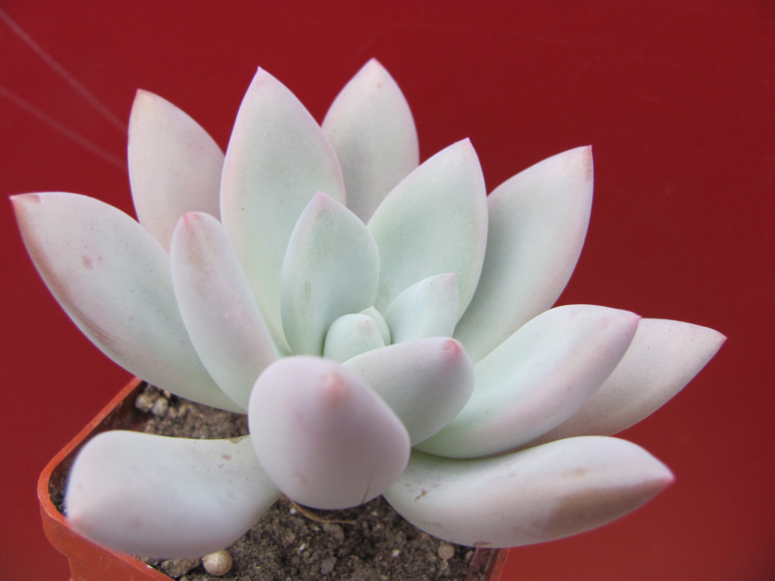 Pachyveria Opalina
