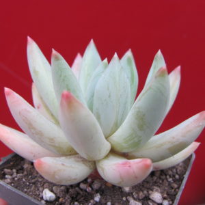 Pachyveria hookeri