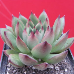 Echeveria agavoides  Cristmas