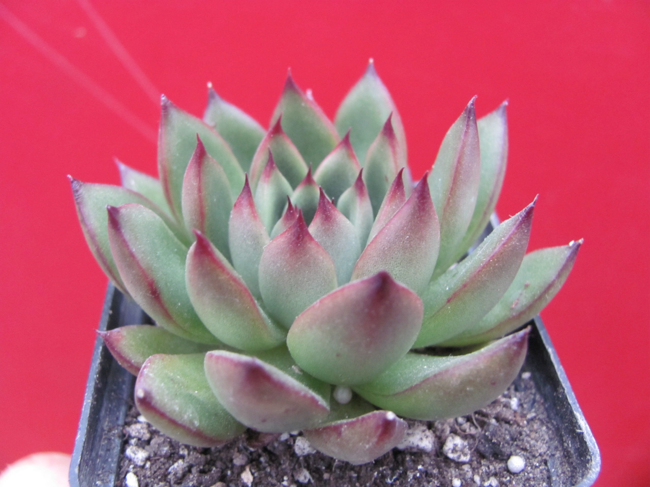 Echeveria agavoides  Cristmas