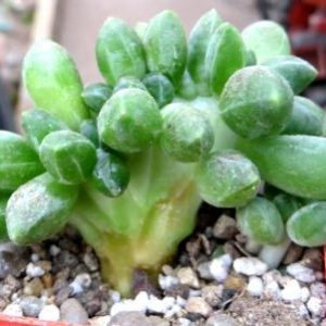 pachyphytum compactum cristata