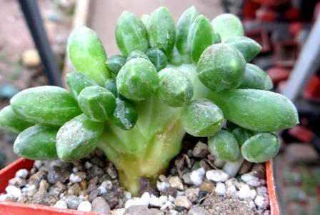 pachyphytum compactum cristata