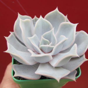 Echeveria lilacina Rosea