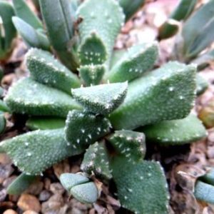 aloinopsis setifera