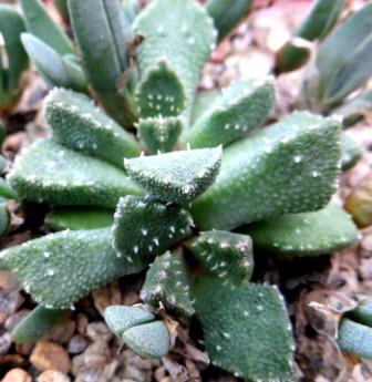 aloinopsis setifera