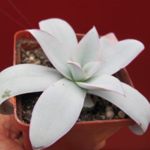Echeveria Cante