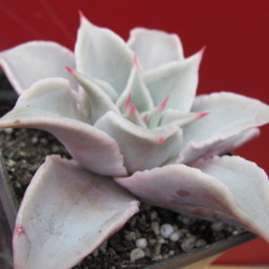 Echeveria Madiba