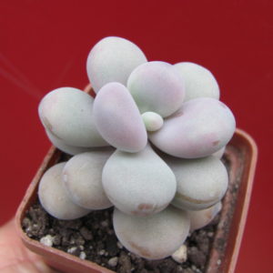 Pachyphytum Pink