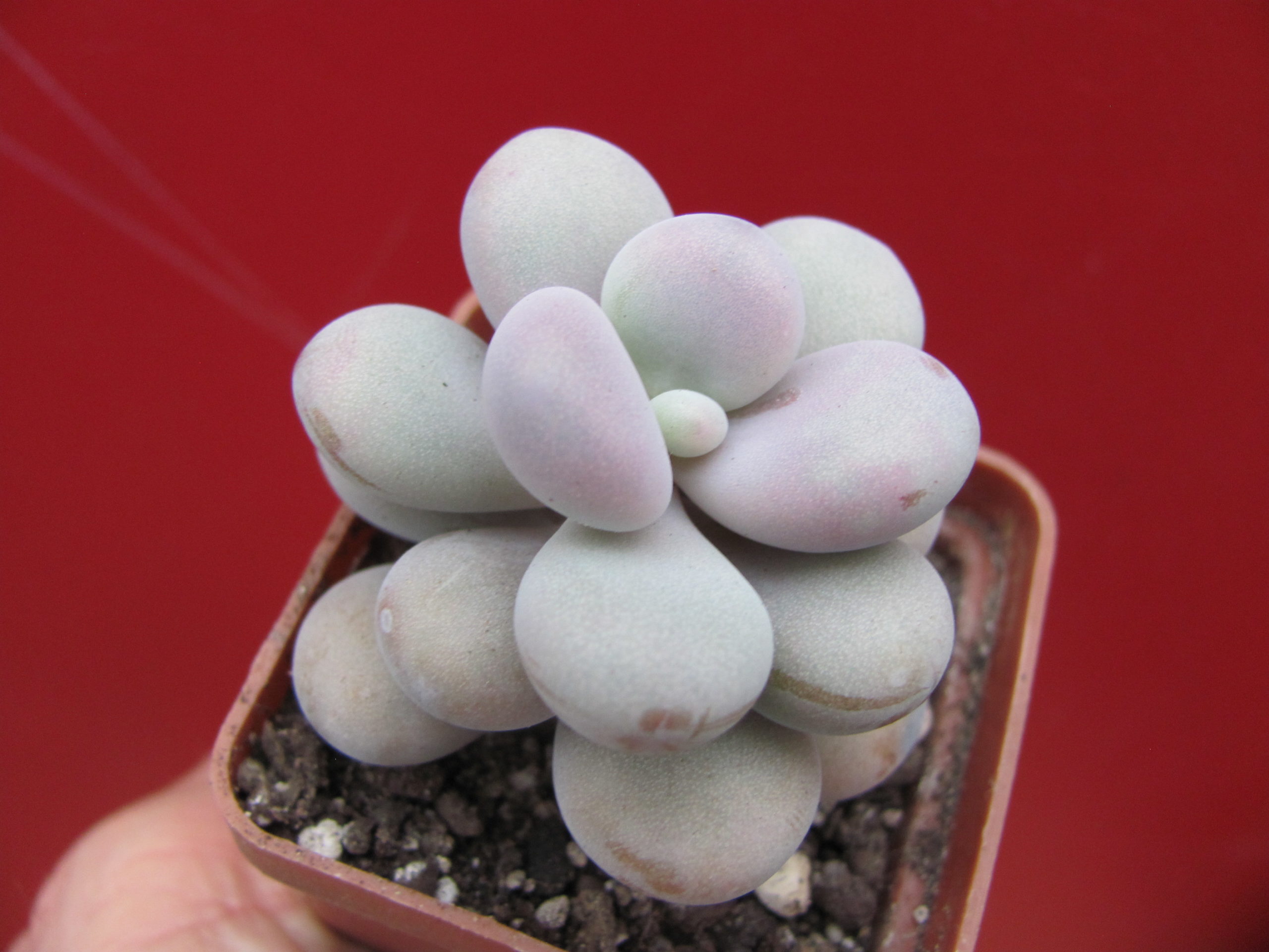 Pachyphytum Pink