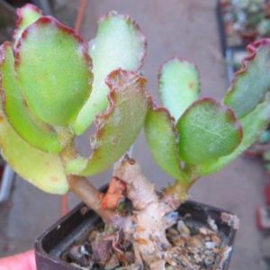 adromischus sphenophyllus undulatus