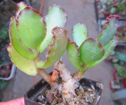 adromischus sphenophyllus undulatus