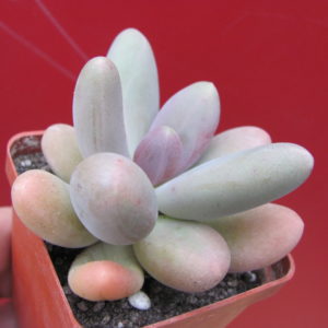 Pachyphytum    *Capitan Jessop*