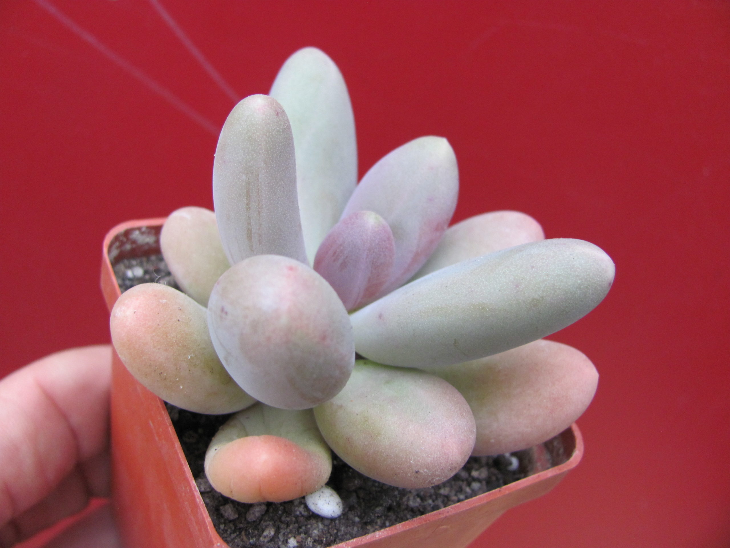 Pachyphytum    *Capitan Jessop*