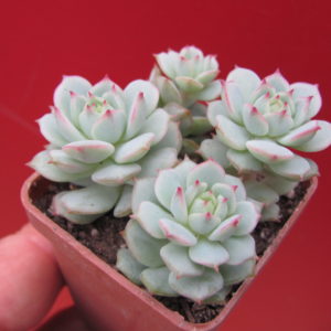 Echeveria derenbergii