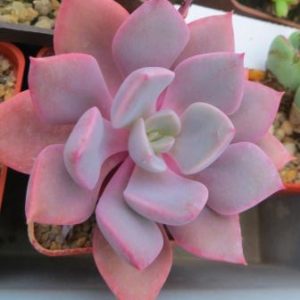 graptoveria debbie