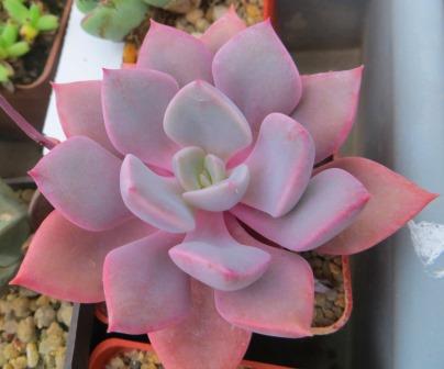 graptoveria debbie