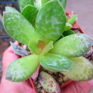 adromischus trigynus