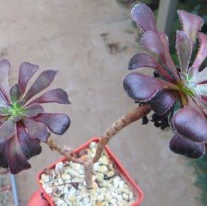 Aeonium schwarzkopf
