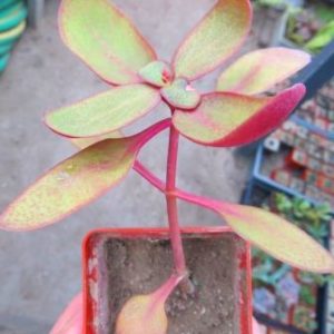 crassula streyi