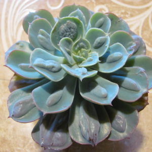 Echeveria Raindrops x Parva