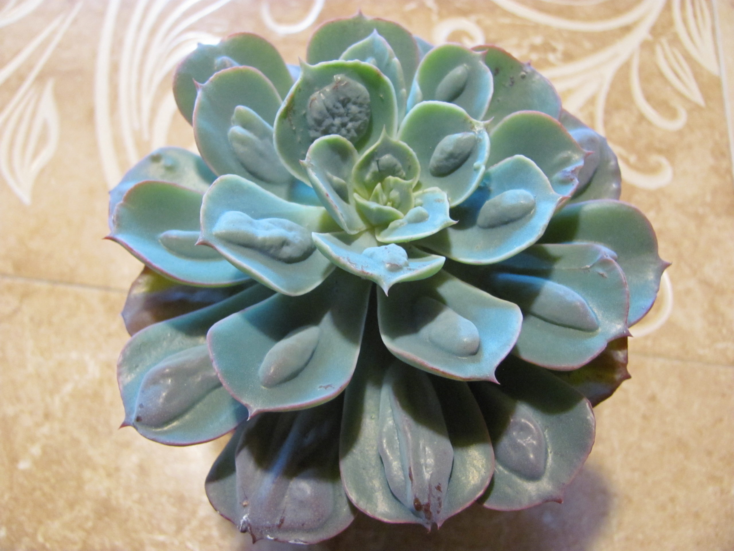 Echeveria Raindrops x Parva