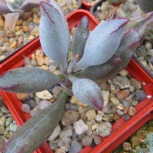 Adromischus marianiae kubusensis CR1355