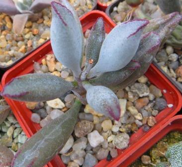 Adromischus marianiae kubusensis CR1355