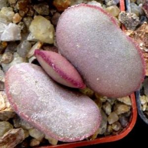 4724 PV adromischus marianae hallii Aurus