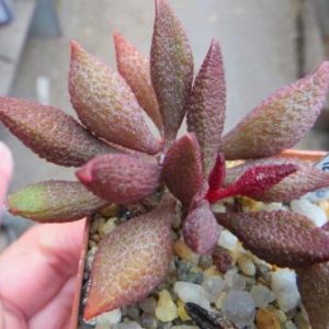 adromischus marianae herrei vaalkraans