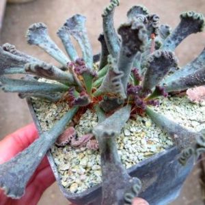 adromischus marianae hybrid  Бельгия куб 7 см