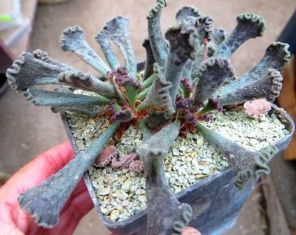 adromischus marianae hybrid  Бельгия куб 7 см