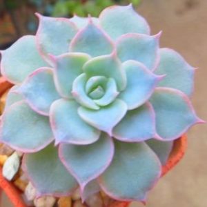 echeveria subsessilis распродажа