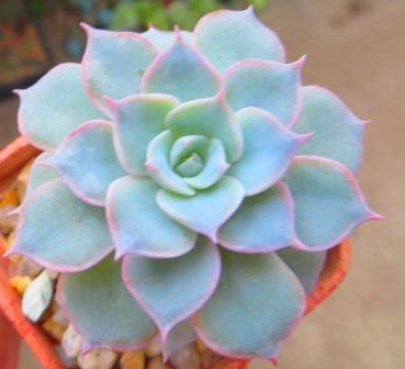 echeveria subsessilis распродажа