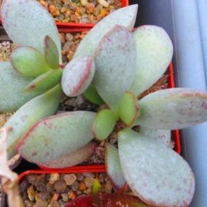adromischus alstonii rotundifolius